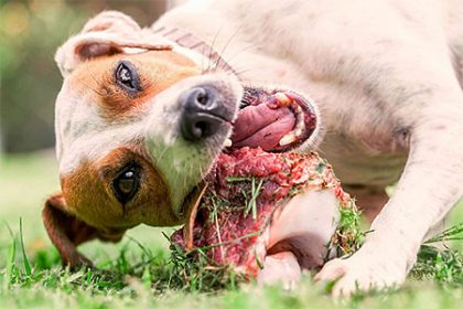 BARF Lübeck Hundefutter